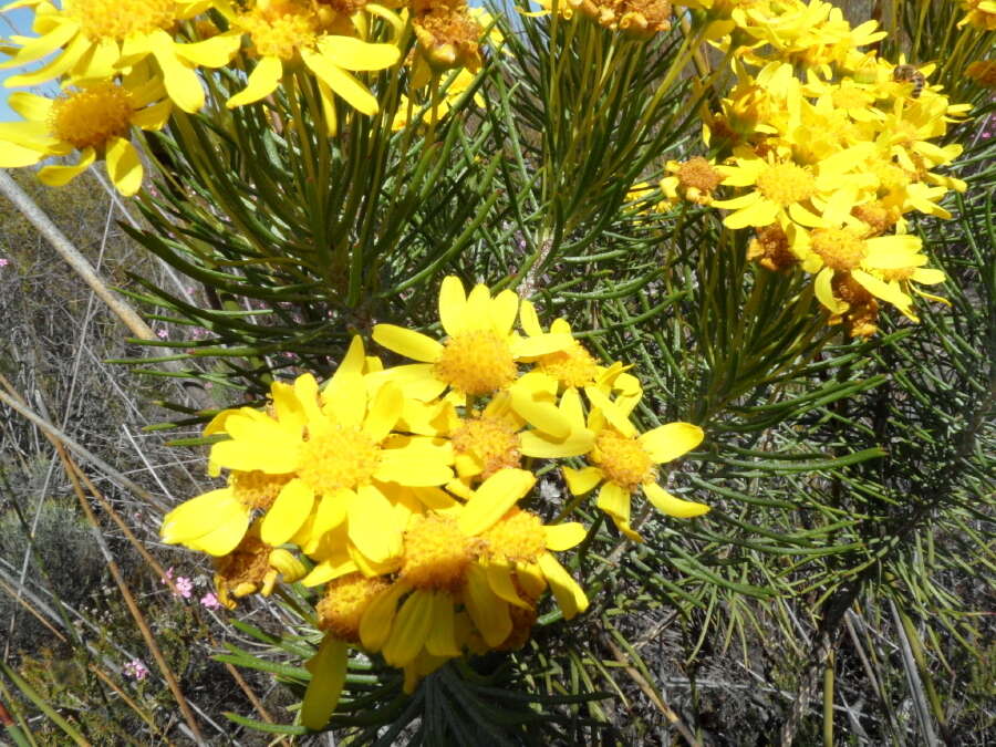 Image of Euryops rehmannii Compton