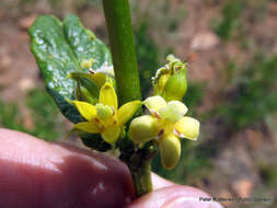 Image of Fadogia homblei De Wild.