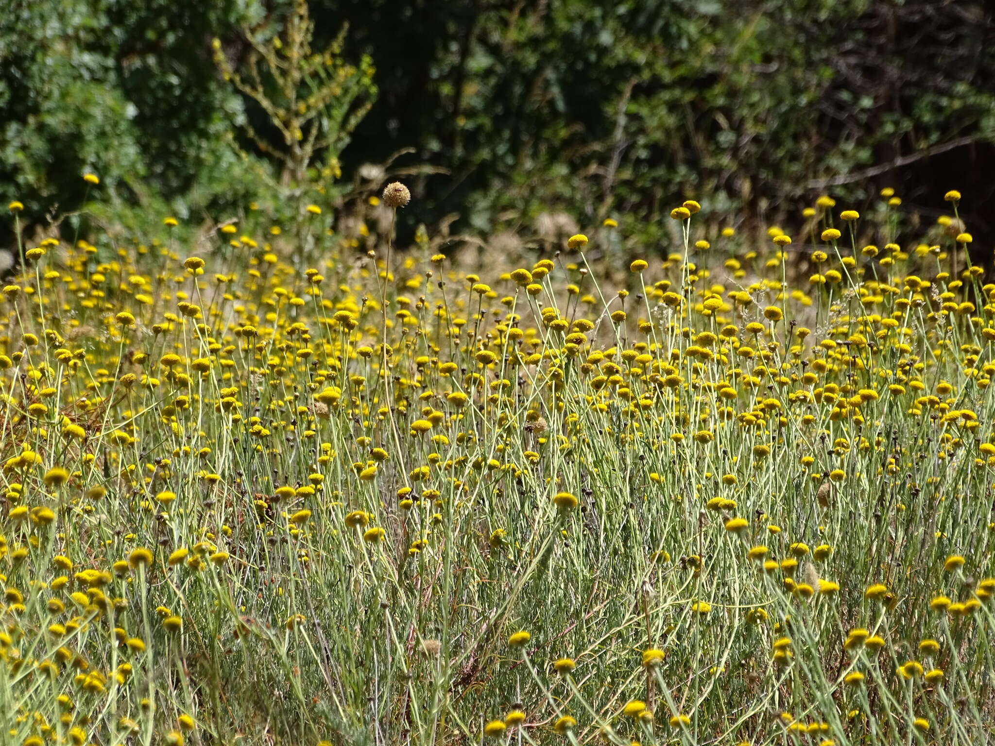 Image of Santolina rosmarinifolia L.