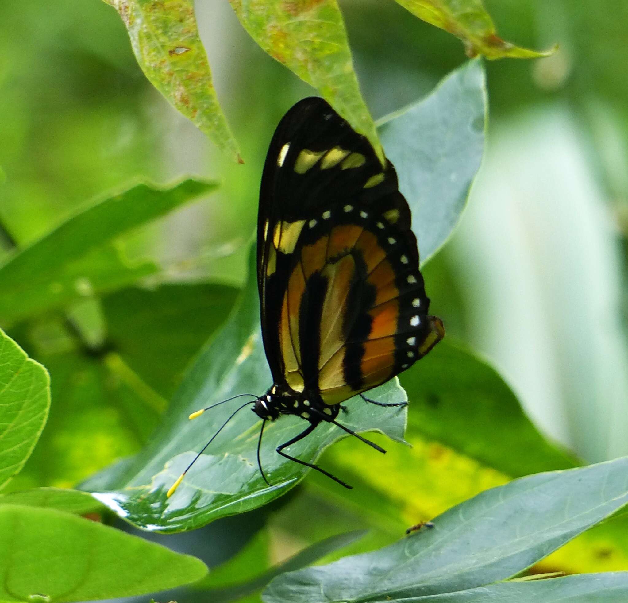 Image of Tiger Mimic-Queen