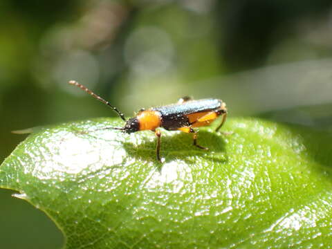 Sivun Callimus (Lampropterus) cyanipennis (Le Conte 1873) kuva