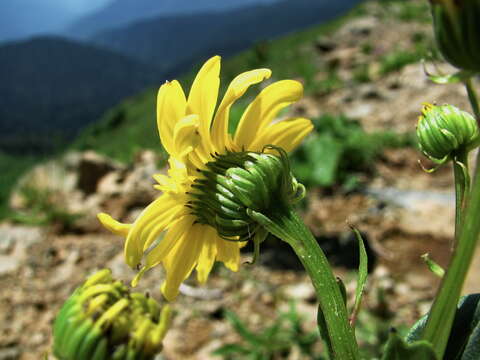 Image of Senecio kolenatianus C. A. Mey.