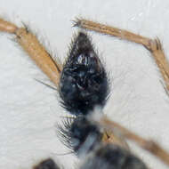 Image of Pardosa zonsteini Ballarin, Marusik, Omelko & Koponen 2012