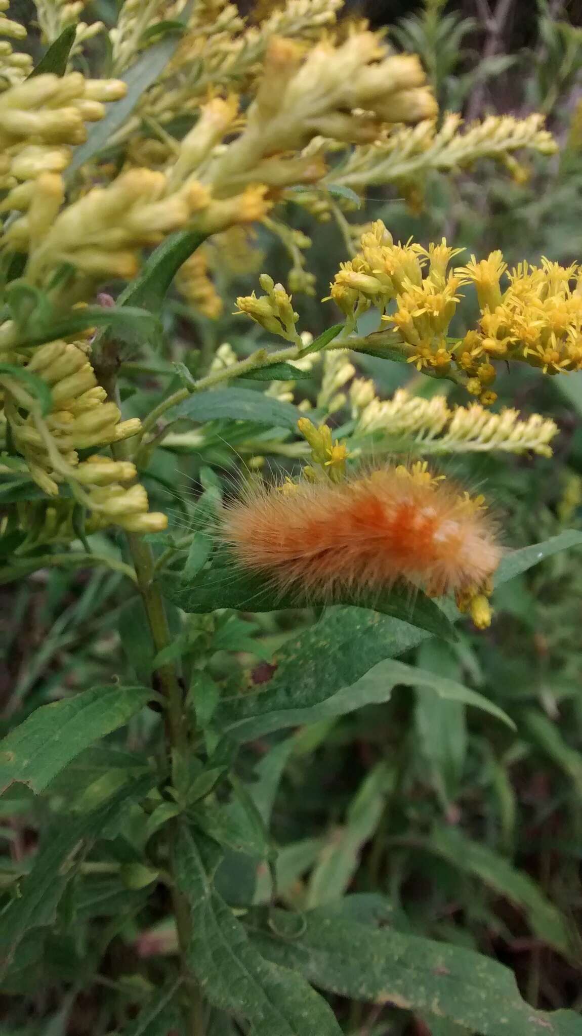 Image of Virginian Tiger Moth