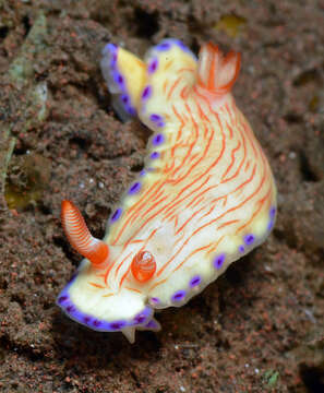 Image of Hypselodoris katherinae Gosliner & R. F. Johnson 2018