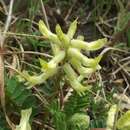 Image de Astragalus crassicarpus var. trichocalyx (Nutt.) Barneby