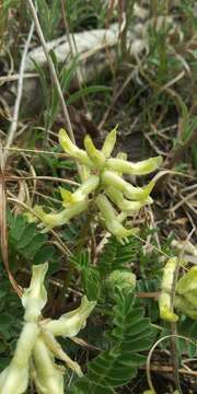 Image de Astragalus crassicarpus var. trichocalyx (Nutt.) Barneby