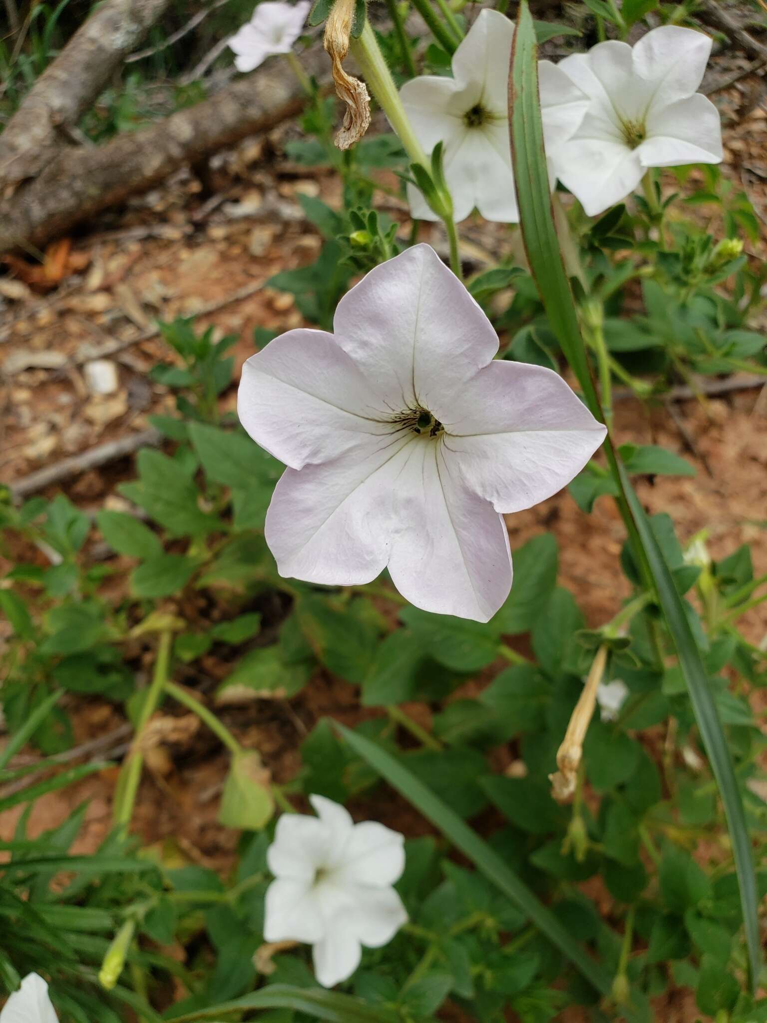 Image of petunia