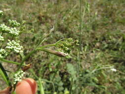 Image of solidstem burnet saxifrage