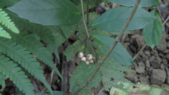 Image of Maesa japonica (Thunb.) Moritzi & Zoll.