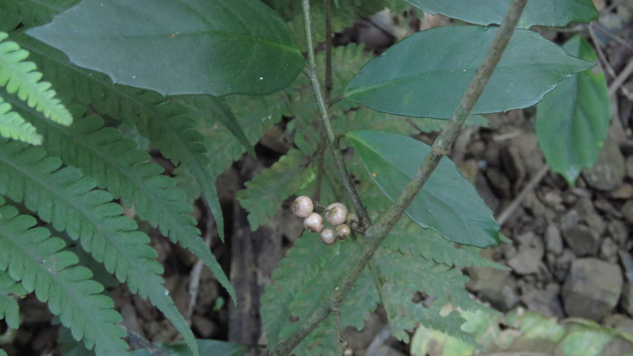 Слика од Maesa japonica (Thunb.) Moritzi & Zoll.