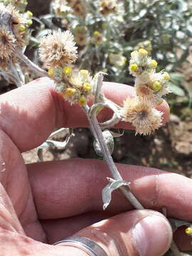 Слика од Pseudognaphalium leucopeplum (Cabrera) A. A. Anderberg