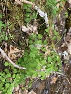 Image of Mountain Meadow-Rue