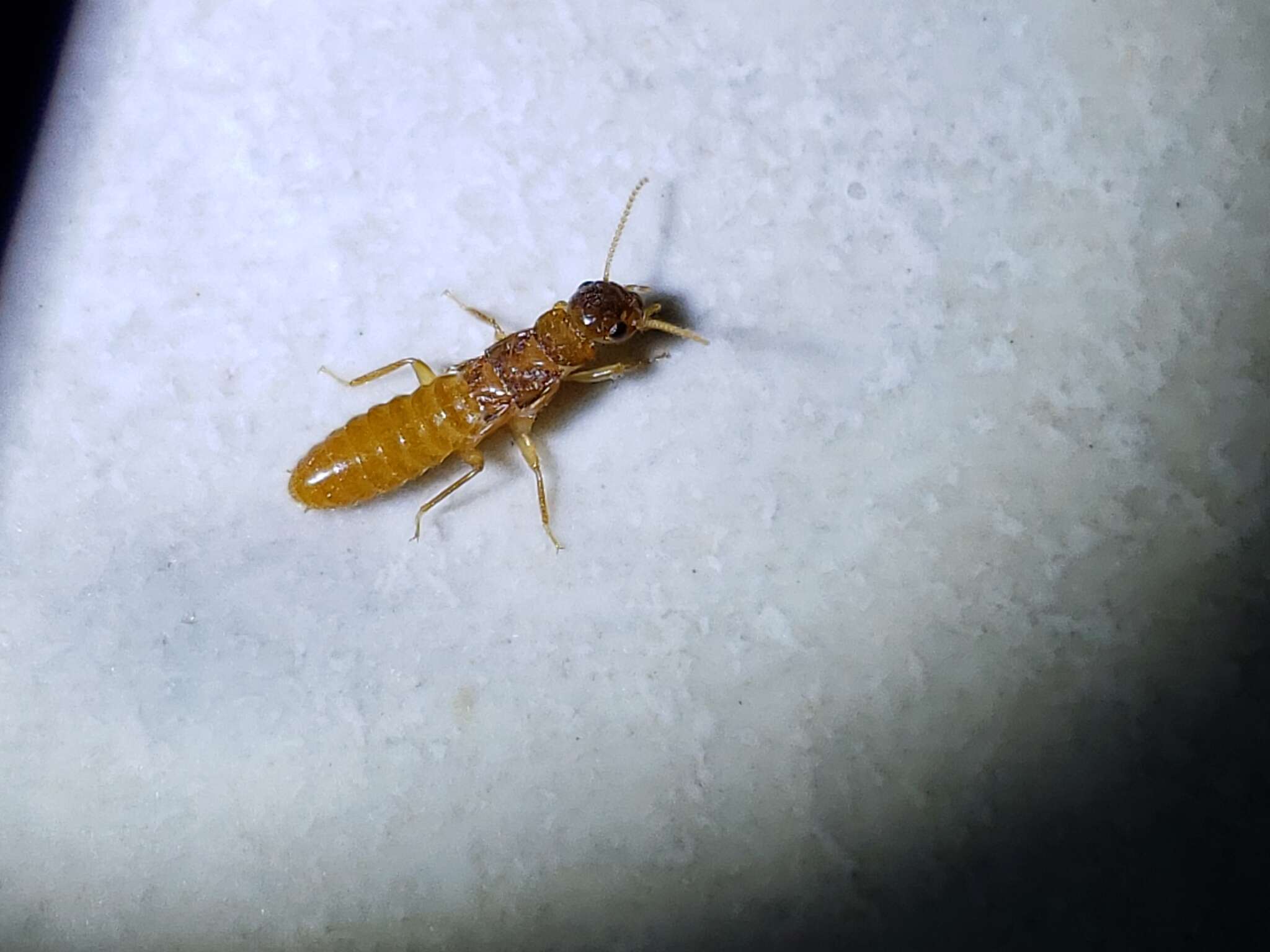 Image of Formosan subterranean termite