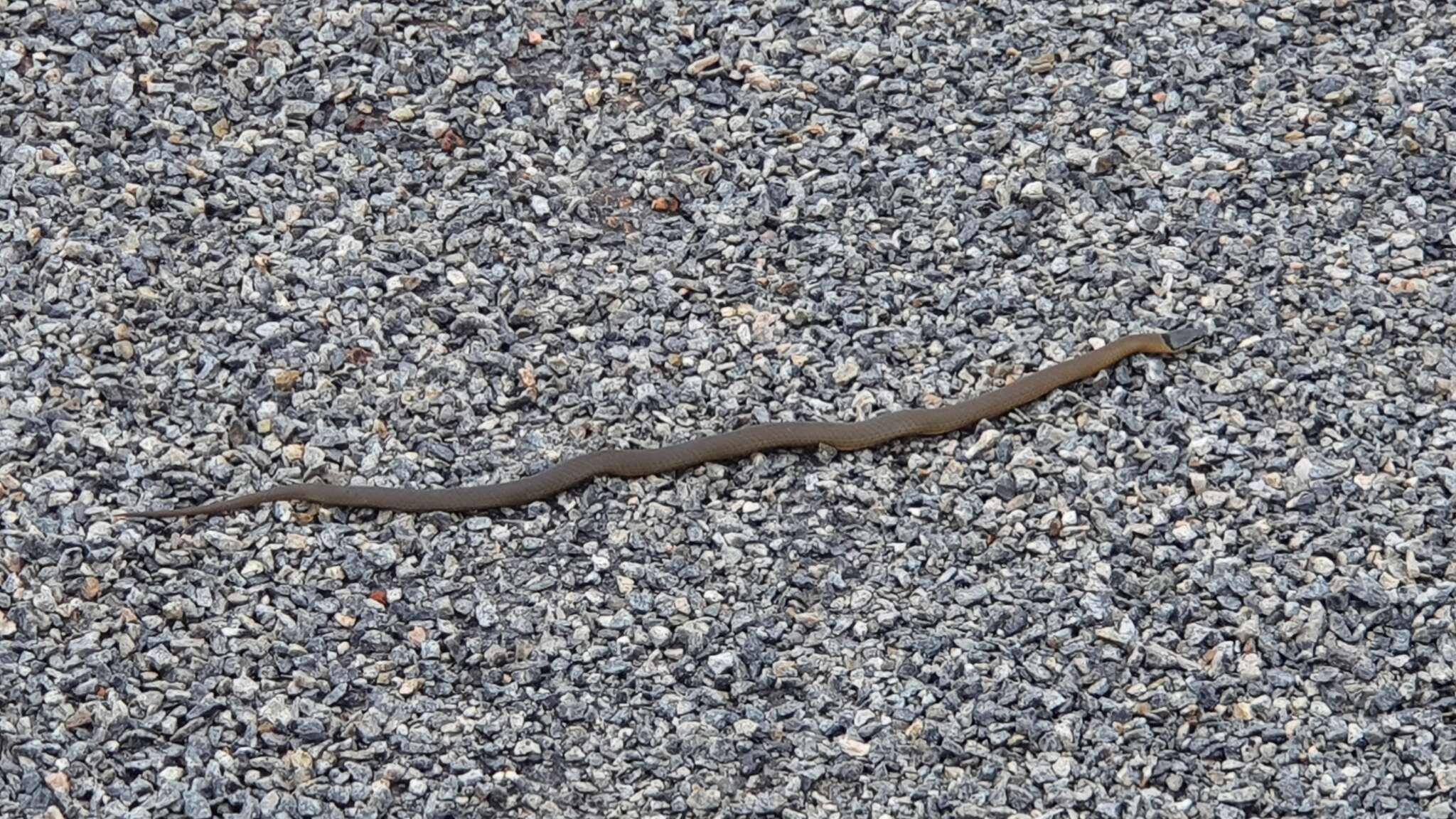 Image of Crowned Snake