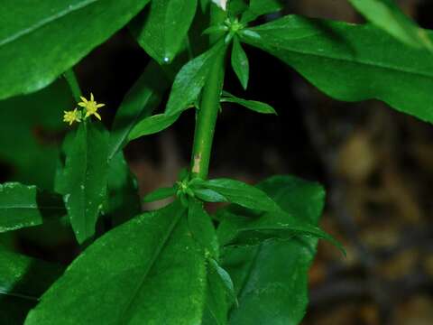 Image of mountain decumbent goldenrod