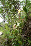 Imagem de Angraecum sesquipedale Thouars