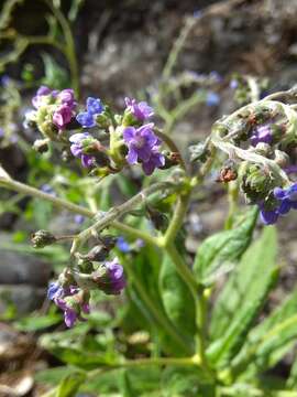 Image of Ceylon hound's tongue