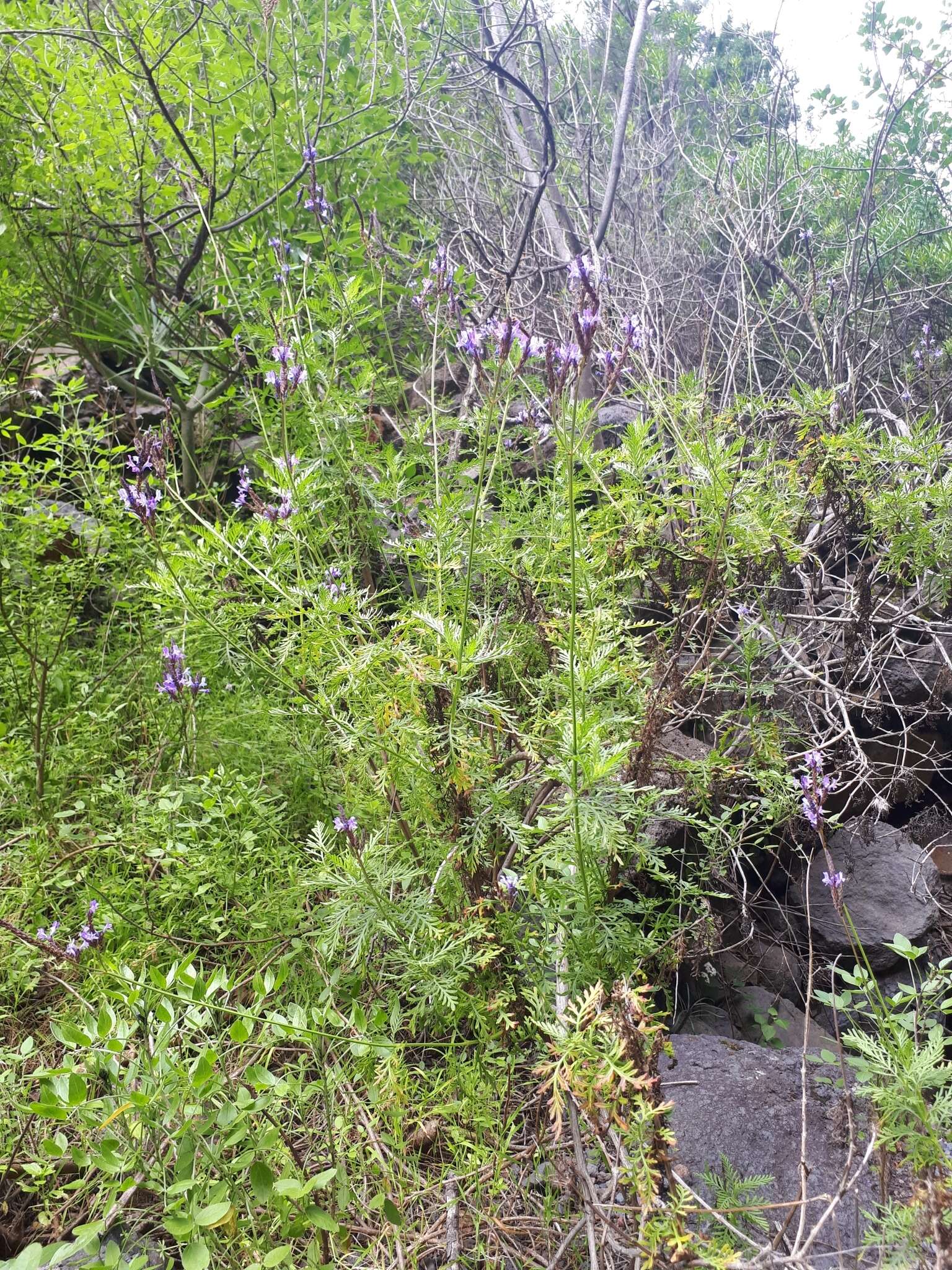 Image of Lavandula canariensis subsp. palmensis Upson & S. Andrews