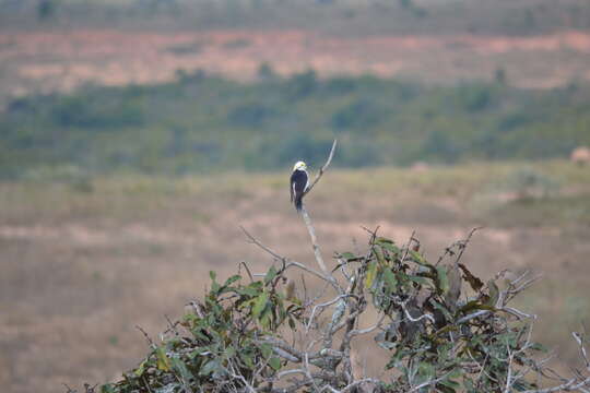 Image of White Woodpecker