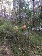 Image of Hovea asperifolia subsp. asperifolia