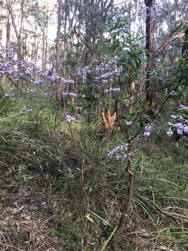 Image of Hovea asperifolia subsp. asperifolia