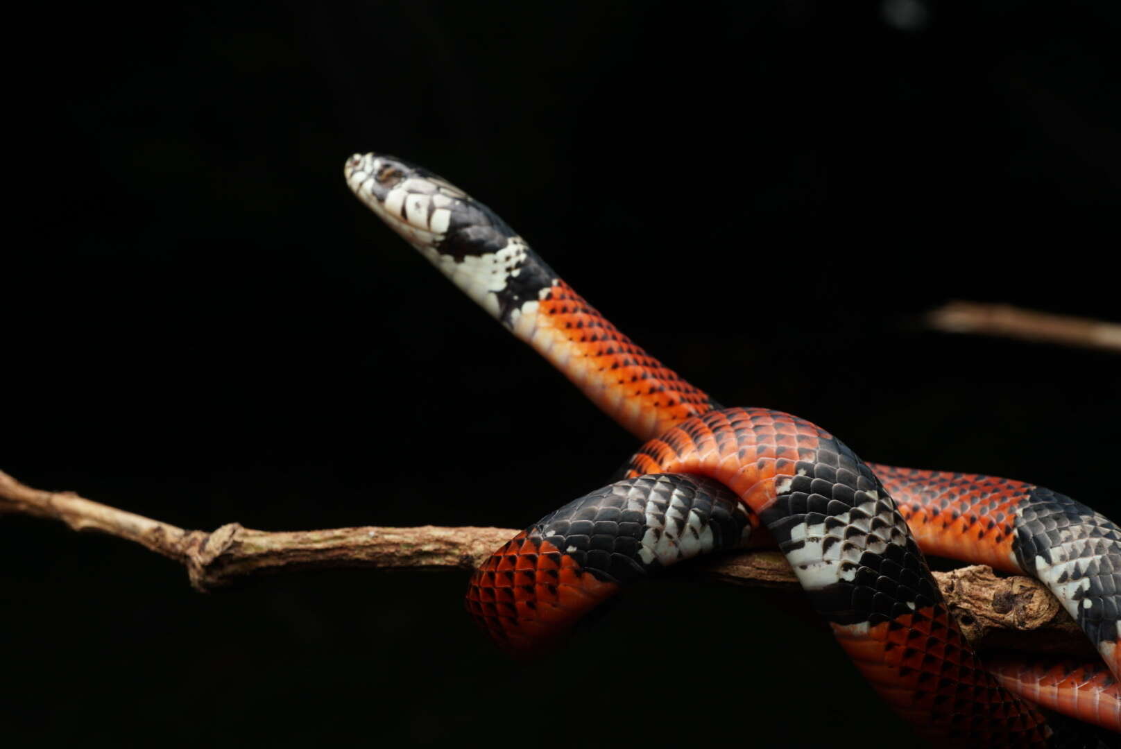 Image of False Coral Snake