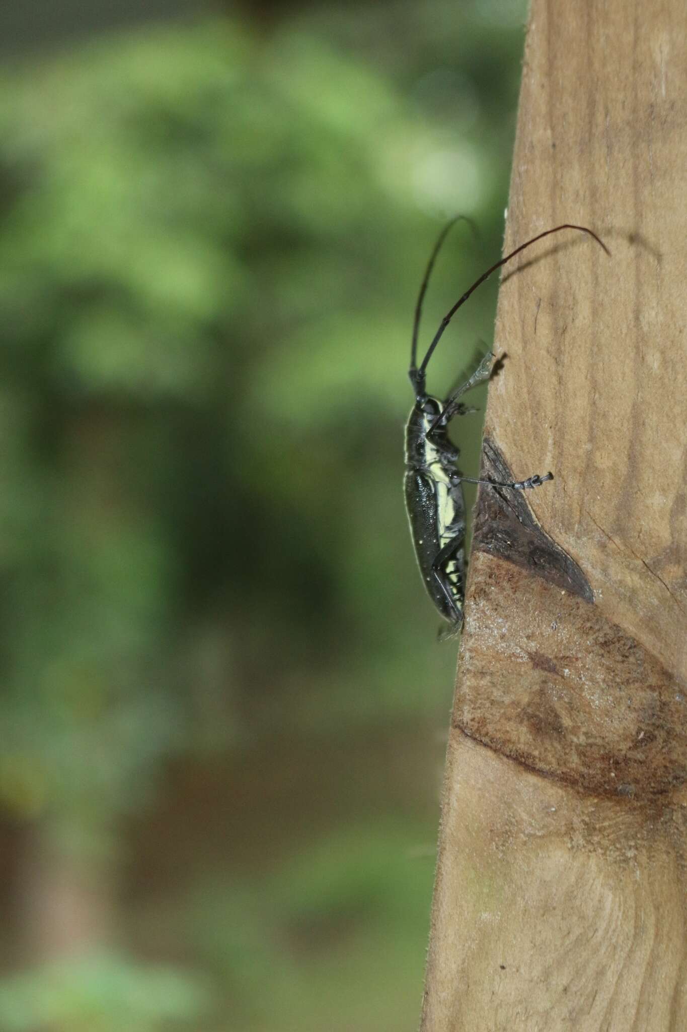 Image of Taeniotes scalatus (Gmelin 1790)