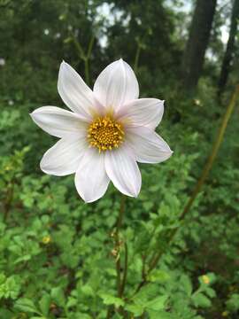 Image of Dahlia merckii Lehm.