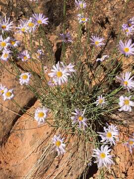 Image of Utah fleabane