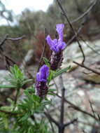 Image of French lavender