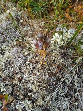 صورة Gentianella auriculata (Pall.) J. M. Gillett