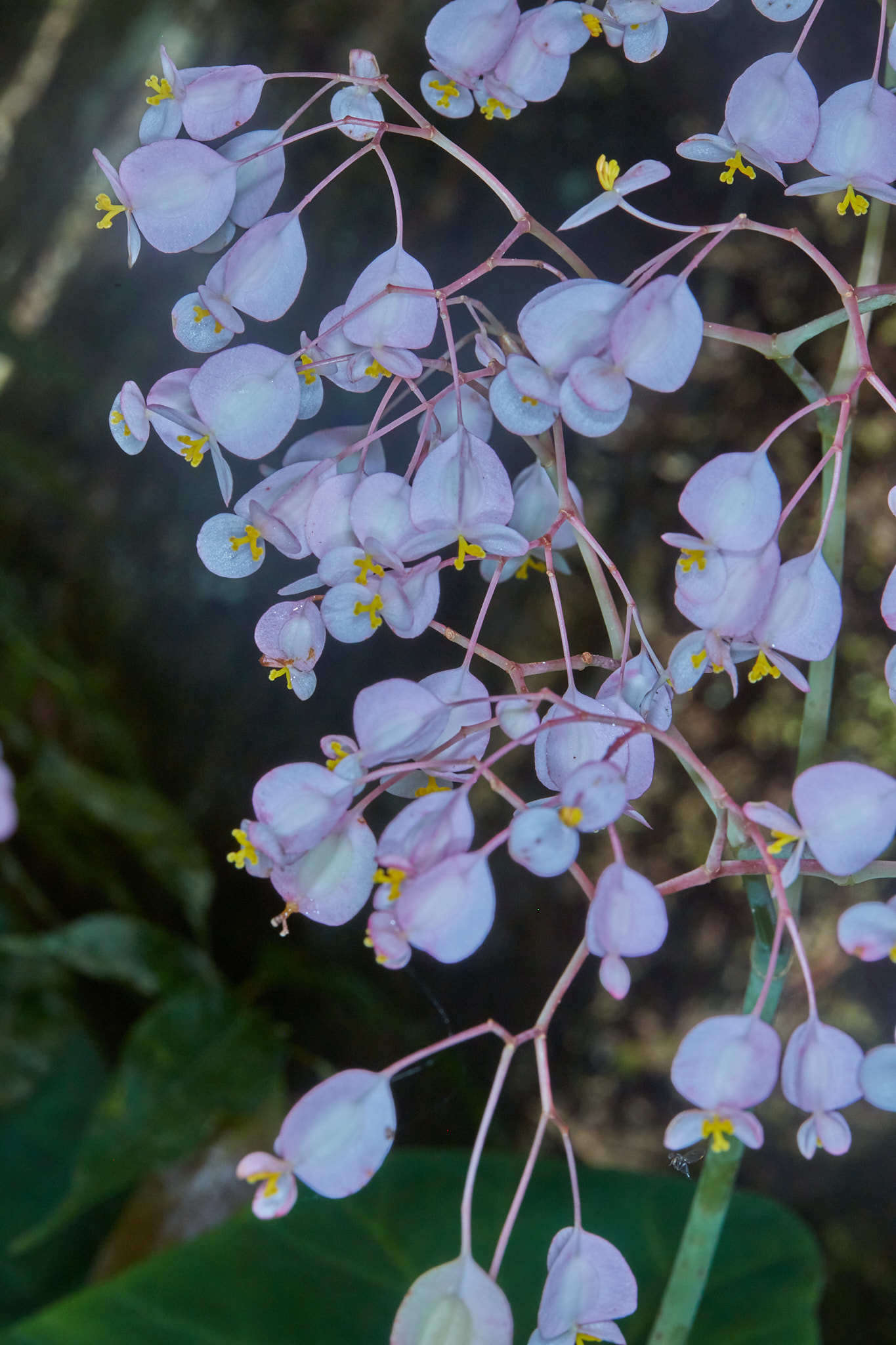 Слика од Begonia manicata Brongn.