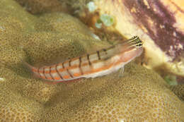 Image of Twocoat coralblenny
