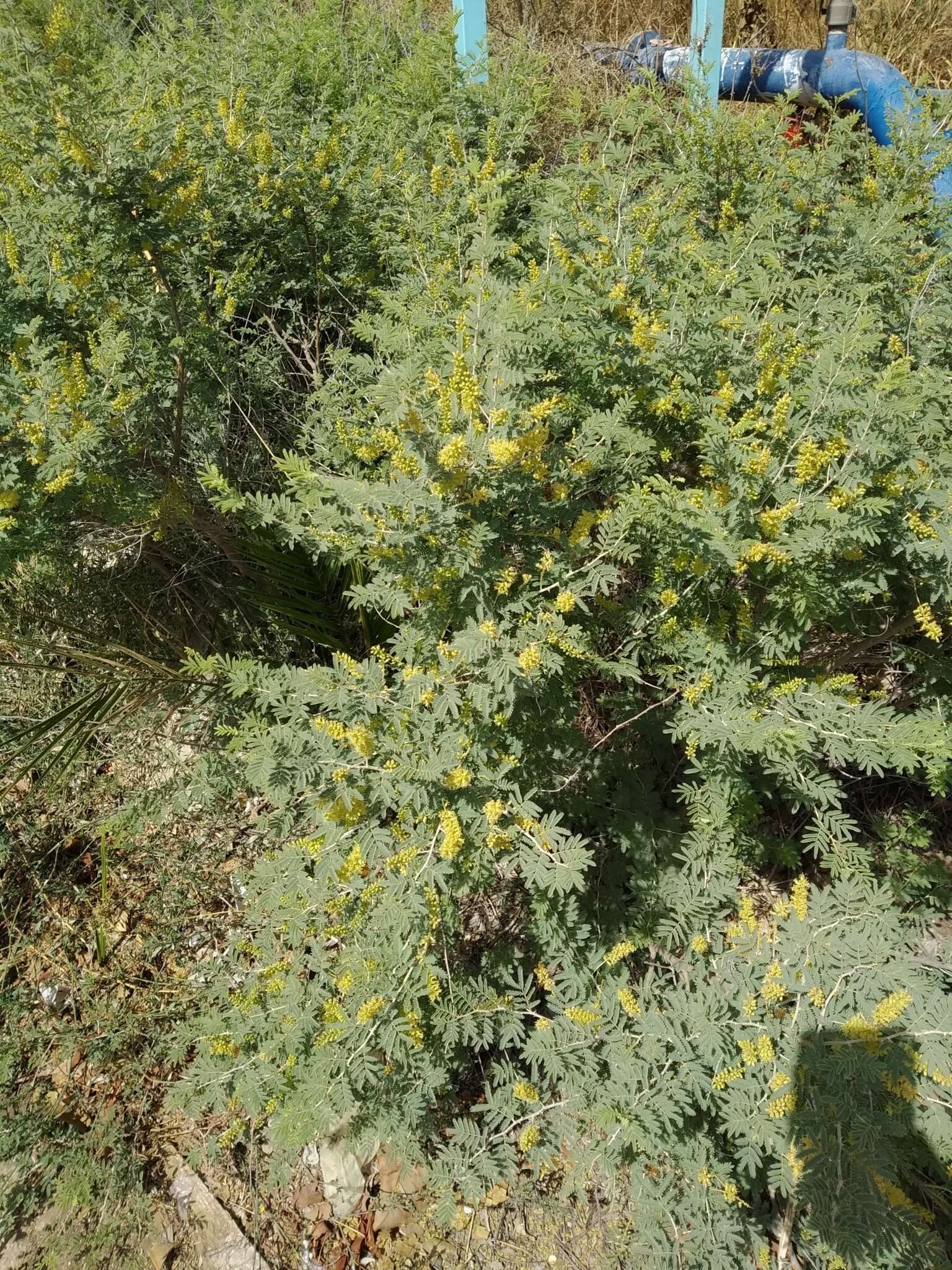 Image de Prosopis farcta (Banks & Sol.) J. F. Macbr.