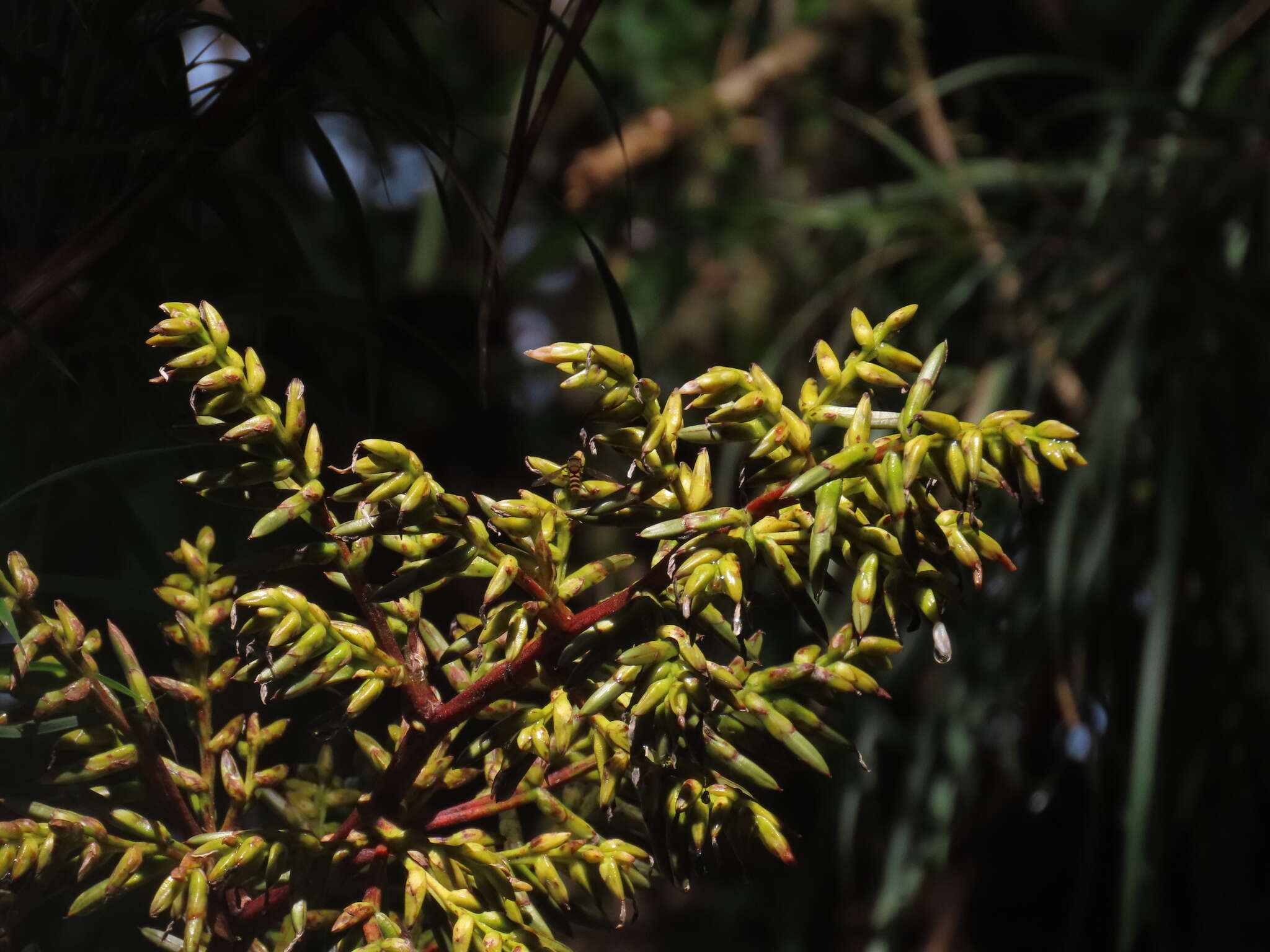 Guzmania diffusa L. B. Sm.的圖片