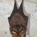 Image of Insular Horseshoe Bat