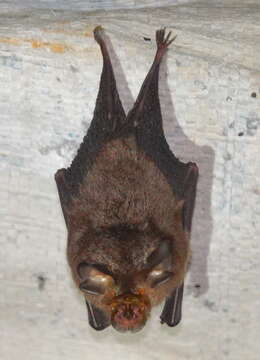 Image of Insular Horseshoe Bat