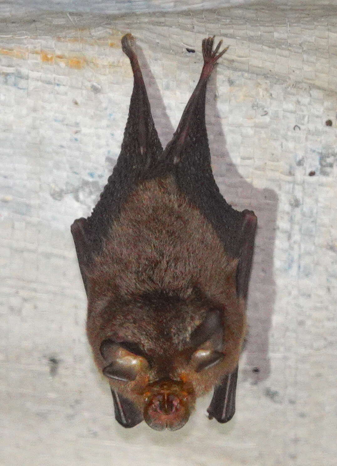 Слика од Rhinolophus keyensis Peters 1871