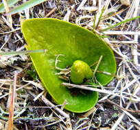 Imagem de Ophioglossum crotalophoroides Walter