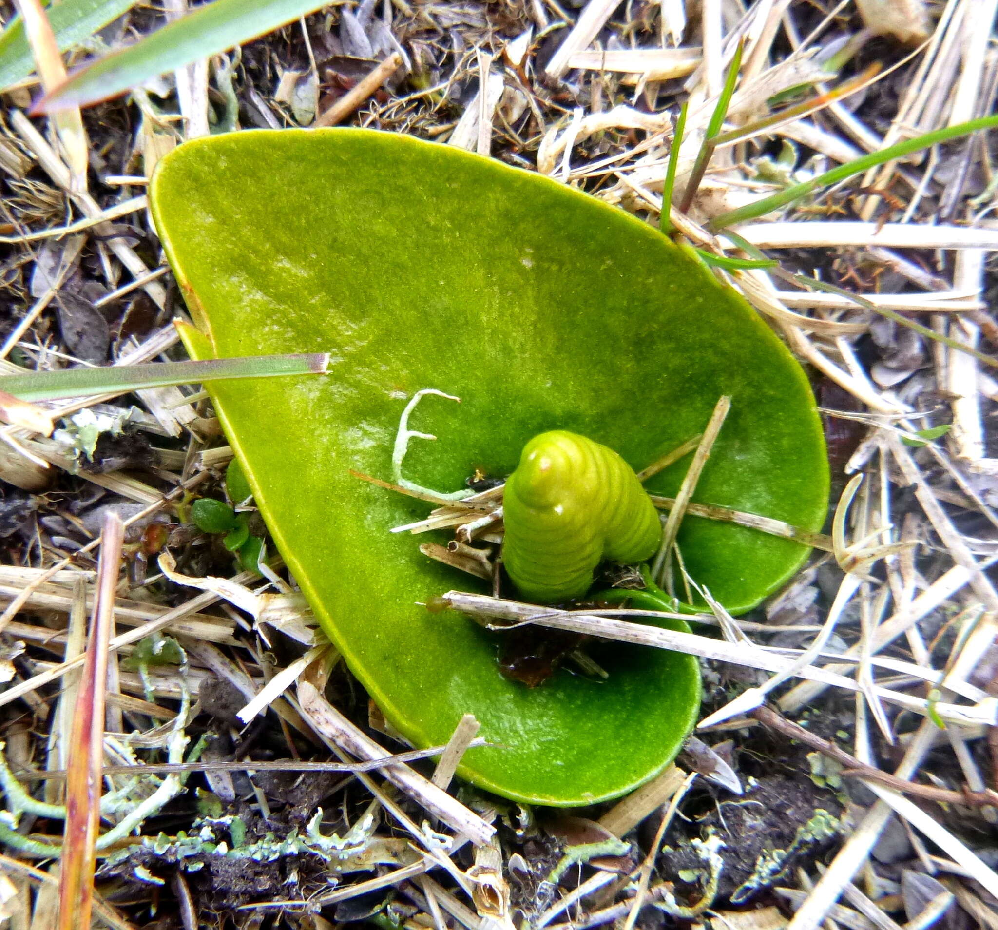 Imagem de Ophioglossum crotalophoroides Walter