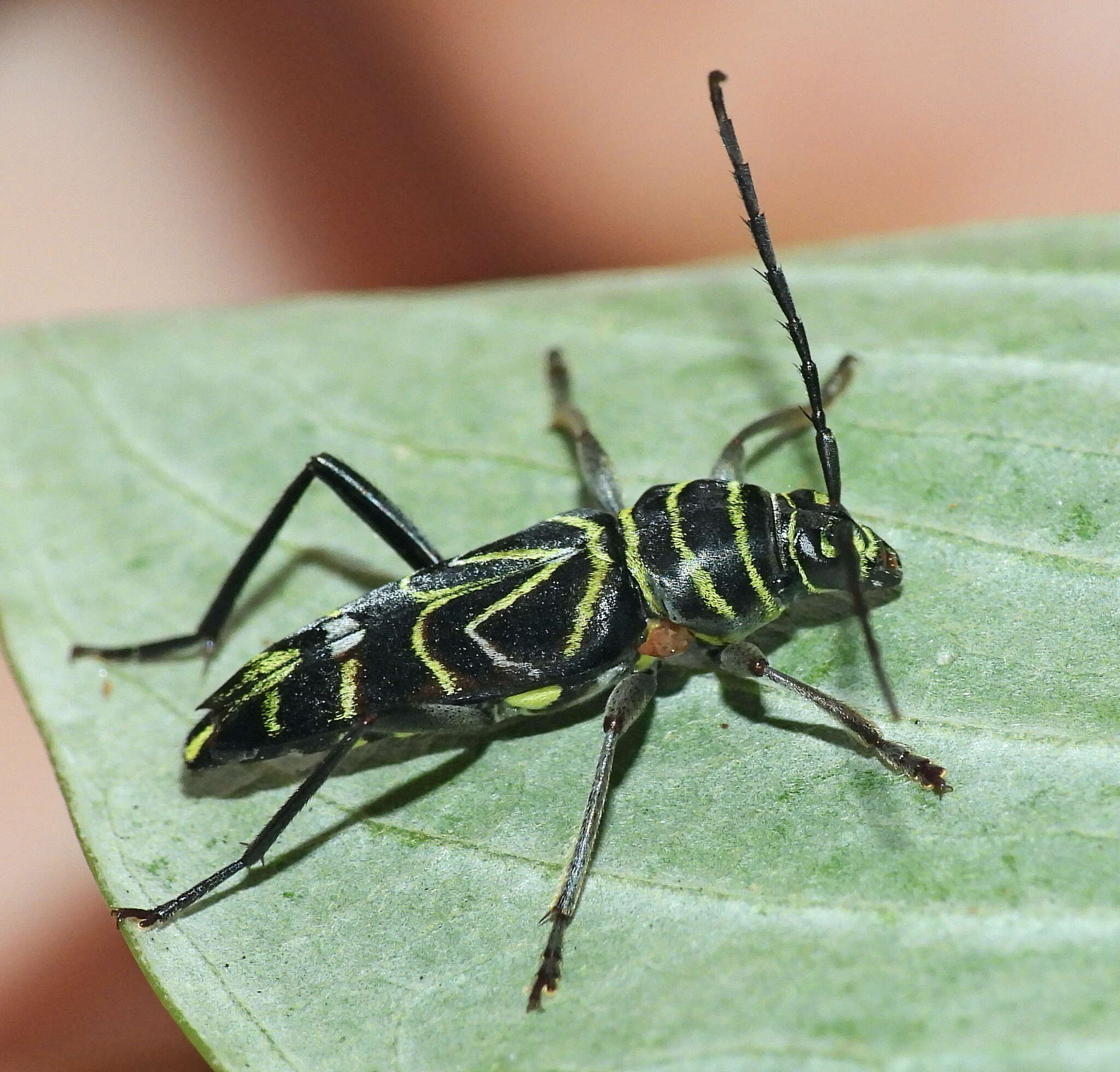 Image of Megacyllene angulata (Fabricius 1775)