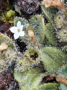 Image of Myosotis antarctica Hook. fil.