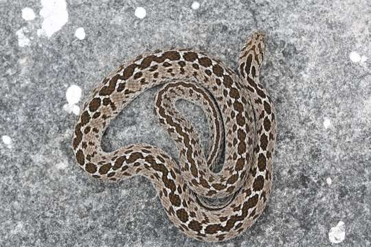 Plancia ëd Dasypeltis scabra scabra (Linnaeus 1758)