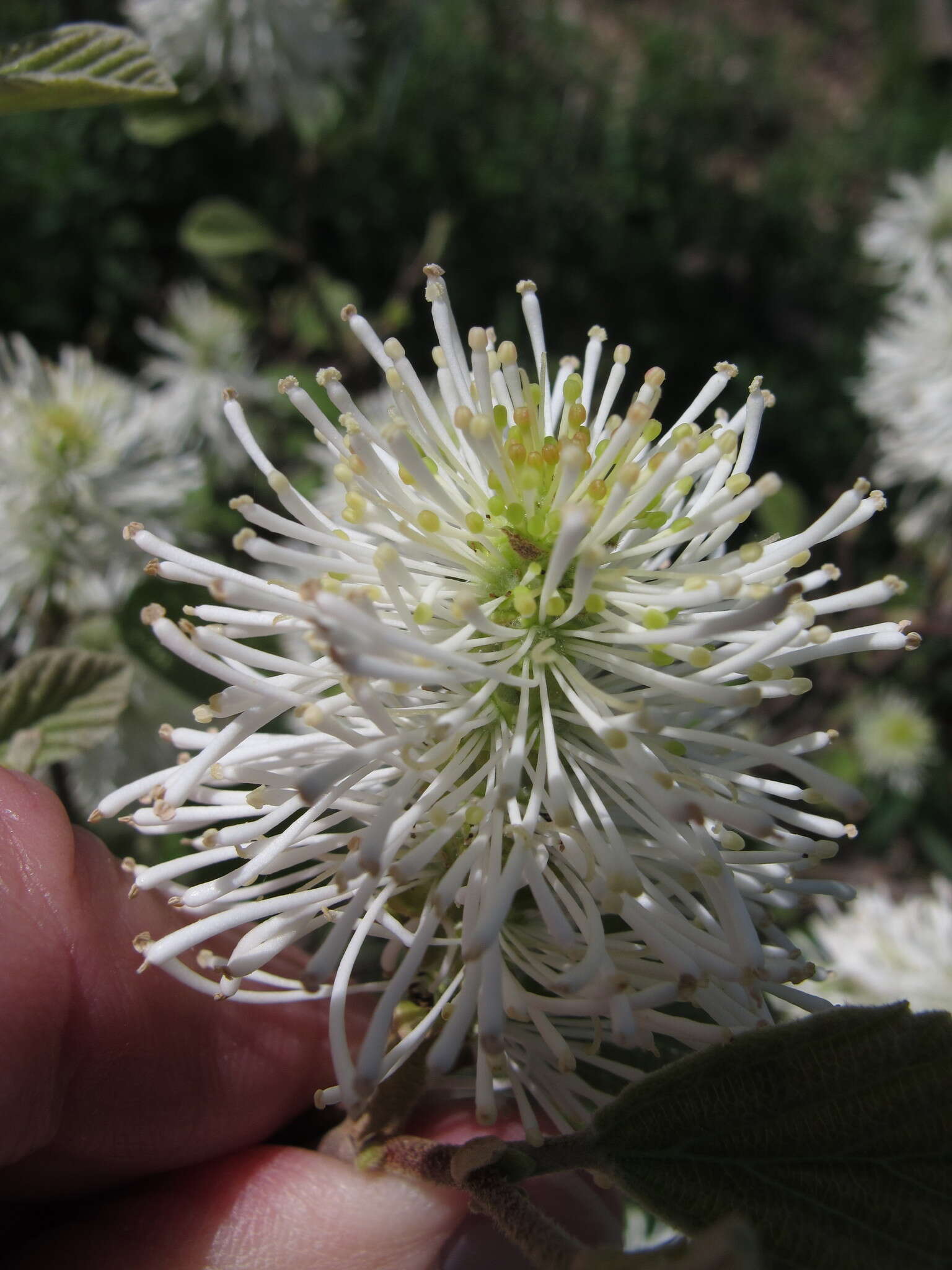 Imagem de Fothergilla gardenii Murr.