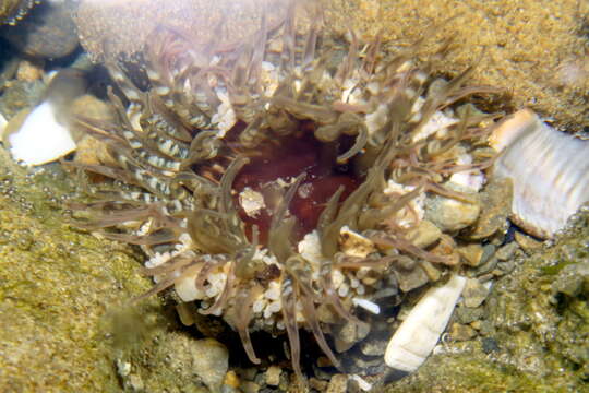 Image of Sand anemone