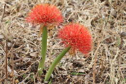 Image of Katherine Blood-lily