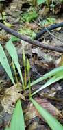 Image of narrowleaf wild leek