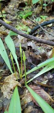 Sivun Allium tricoccum var. burdickii Hanes kuva