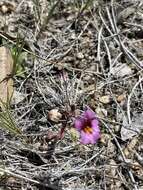 Image of Little Purple Monkey-Flower